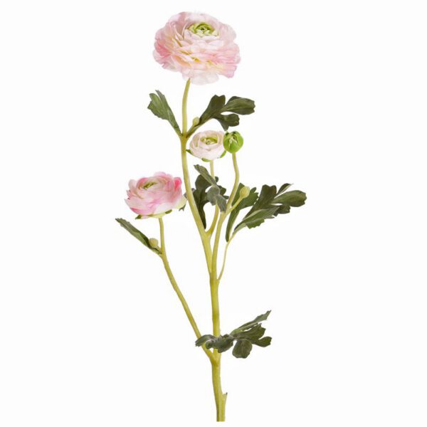 Ranunculus glory pink - Afbeelding 2