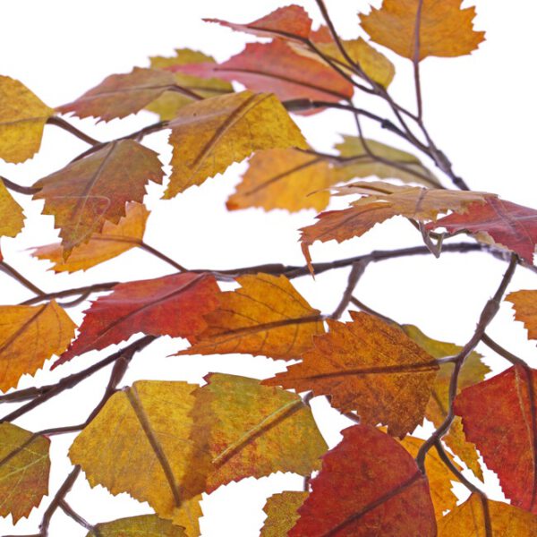 Betula autumn