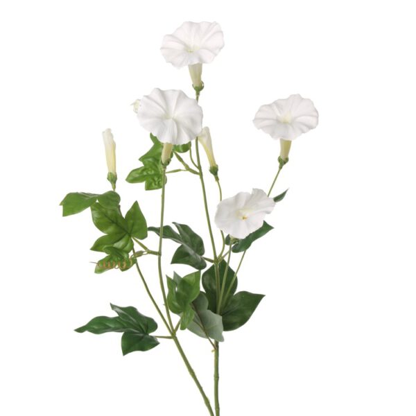 Ipomea white