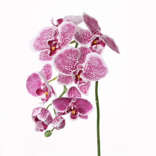 Phaleanopsis Italy - Afbeelding 2