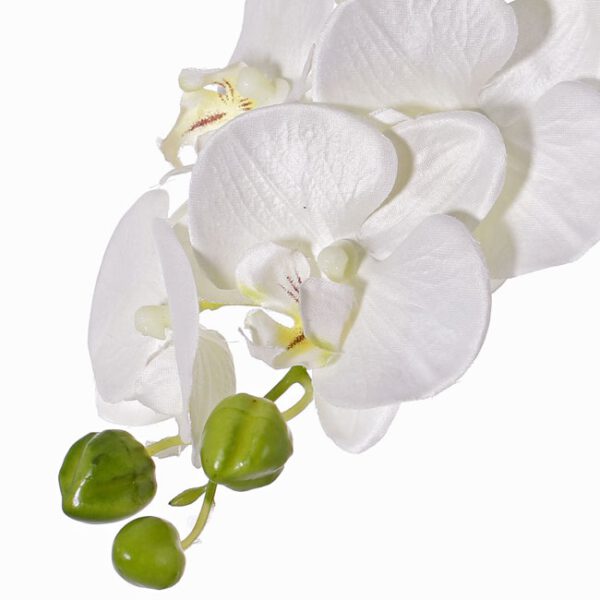 Phaleanopsis Austria