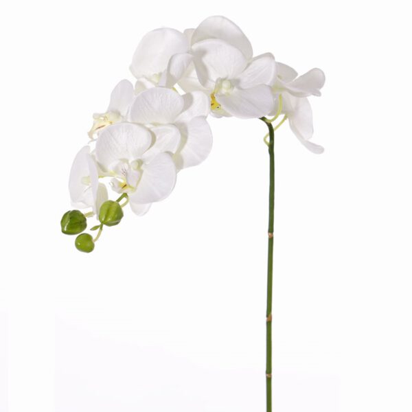 Phaleanopsis Austria - Afbeelding 2
