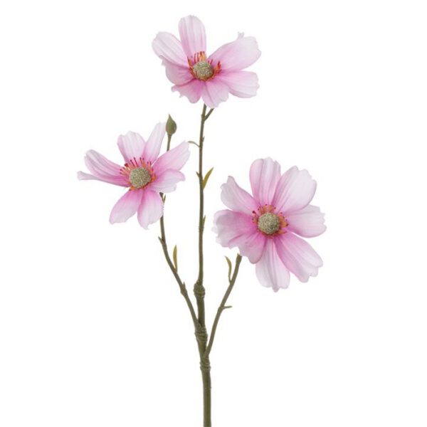 Cosmos little joy