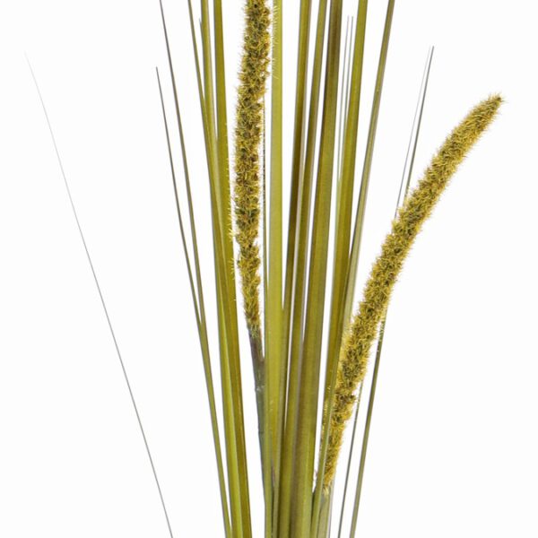 Pennisetum grass green
