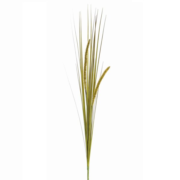 Pennisetum grass green - Afbeelding 2