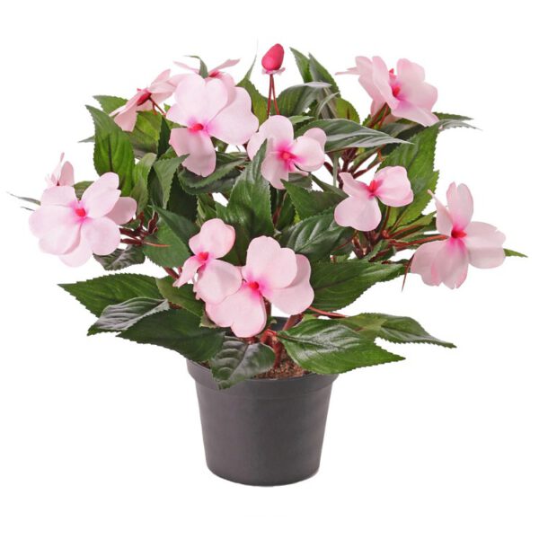 Impatiens pink - Afbeelding 2