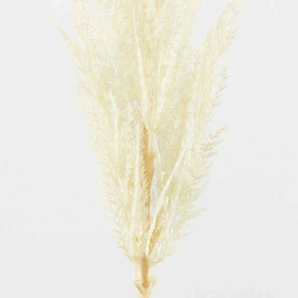 Pampas grass natural