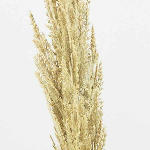 Pampas grass brown