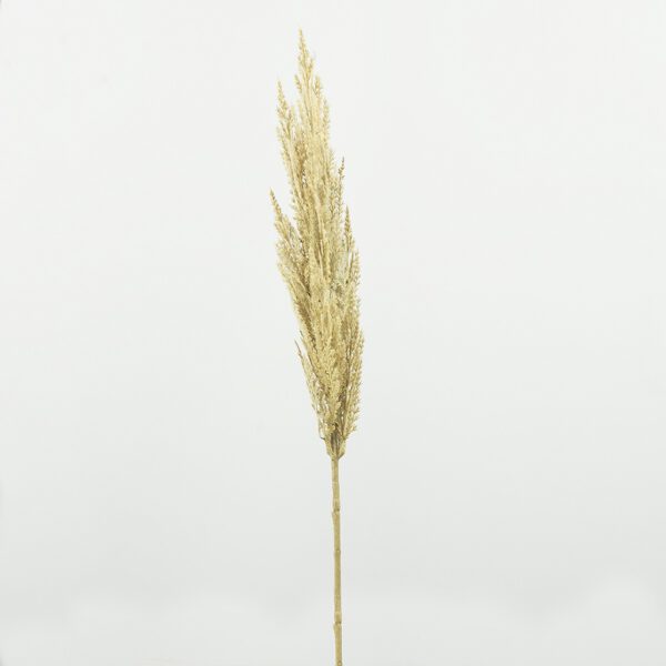 Pampas grass brown - Afbeelding 2