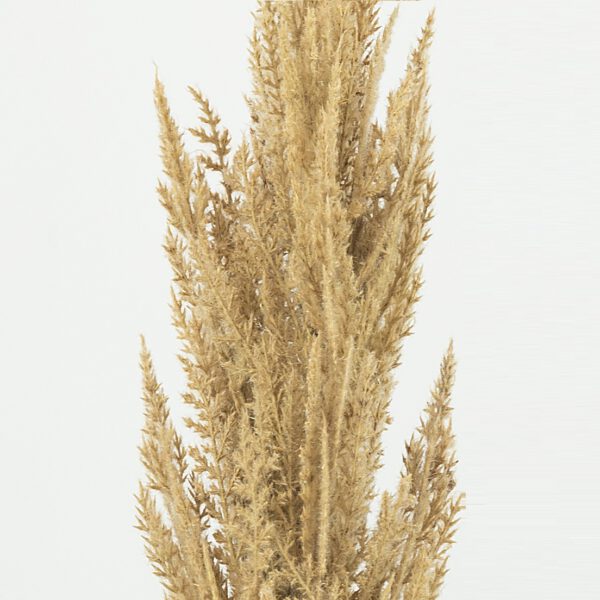Pampas grass dark brown