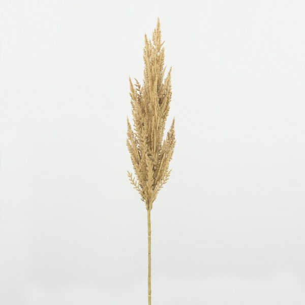 Pampas grass dark brown - Afbeelding 2