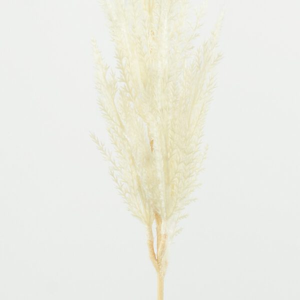 Pampas grass small natural