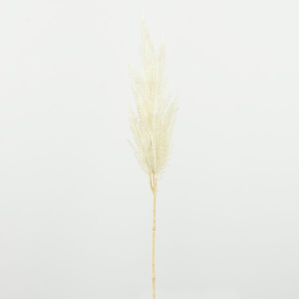 Pampas grass small natural - Afbeelding 2
