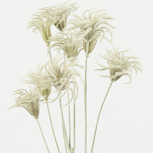 Clematis seed grey