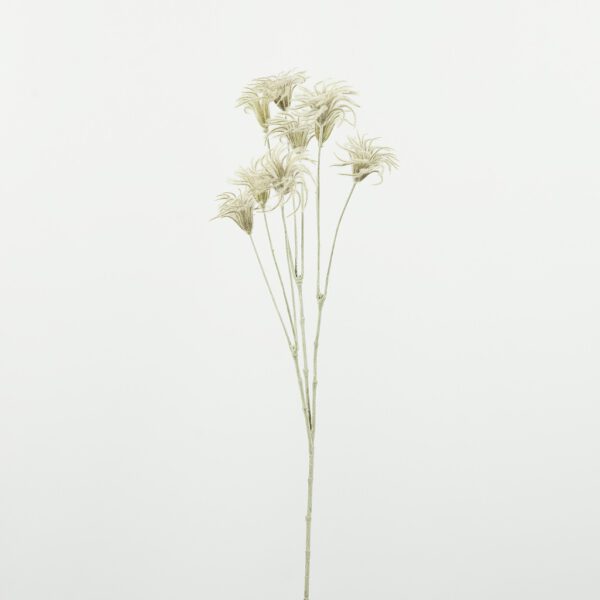 Clematis seed grey - Afbeelding 2