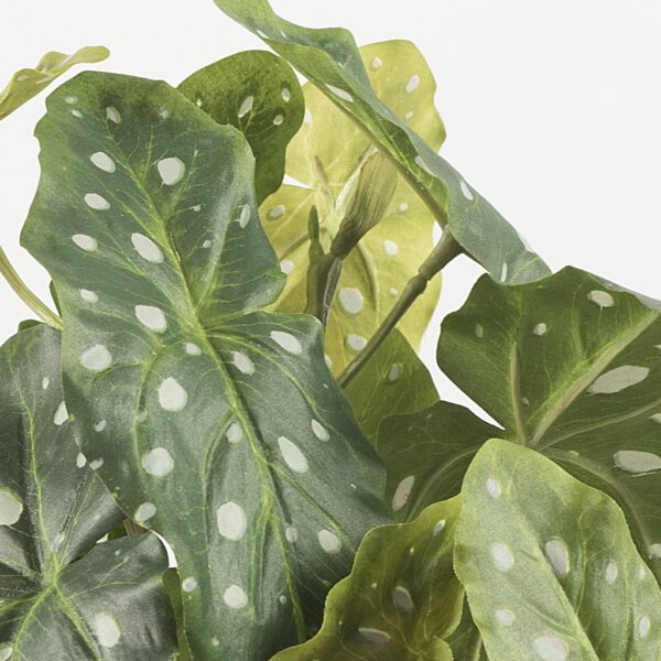 Begonia leaf