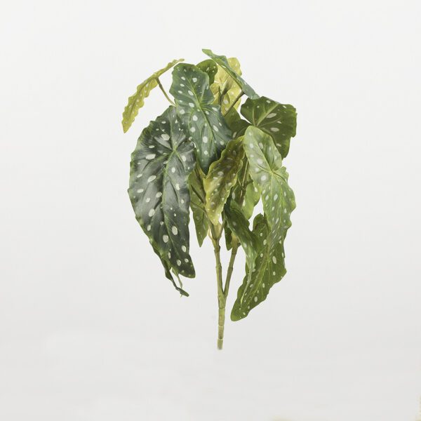 Begonia leaf - Afbeelding 2