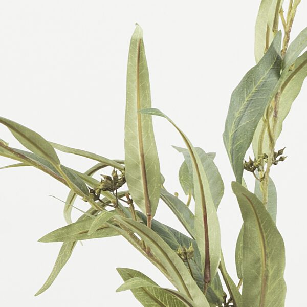 Eucalyptus nicoly medium