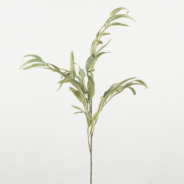 Eucalyptus nicoly medium - Afbeelding 2