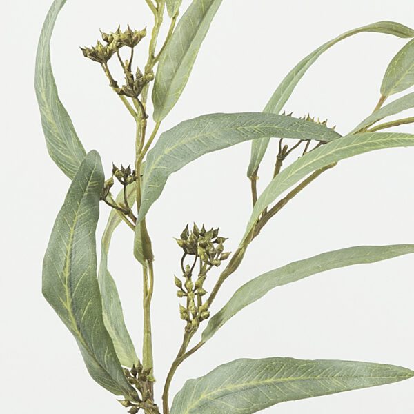 Eucalyptus nicoly small