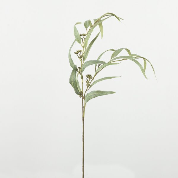 Eucalyptus nicoly small - Afbeelding 2