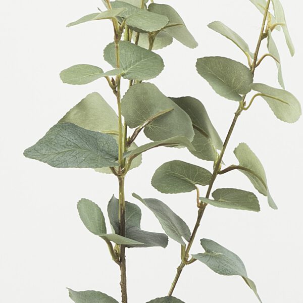 Eucalyptus coarse leaf