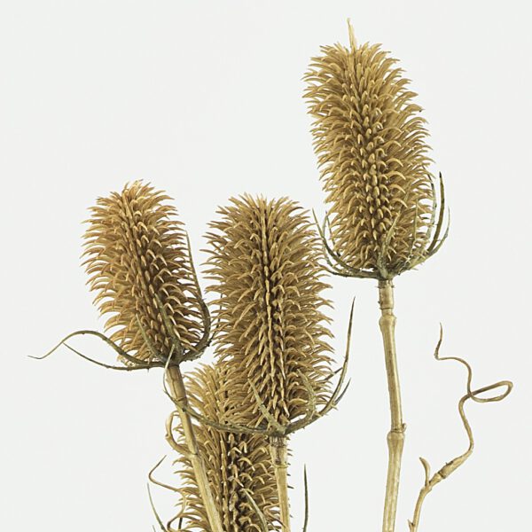 Dipsacus distel big brown