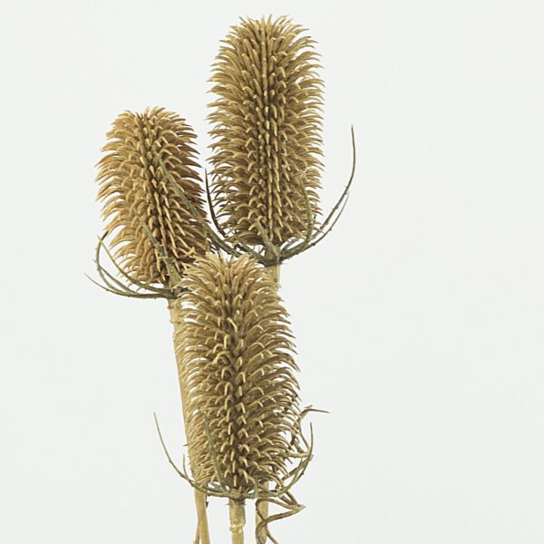 Dipsacus distel small brown