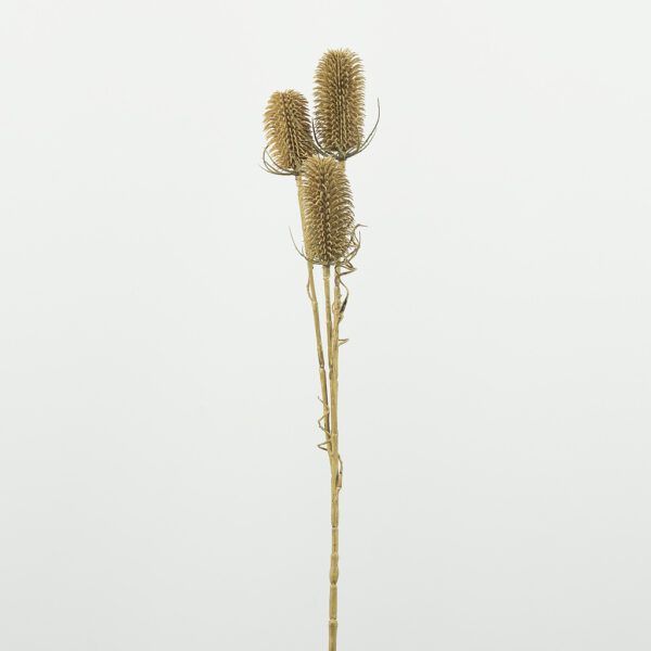 Dipsacus distel small brown - Afbeelding 2