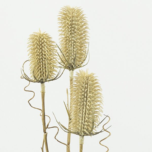 Dipsacus distel small white wash