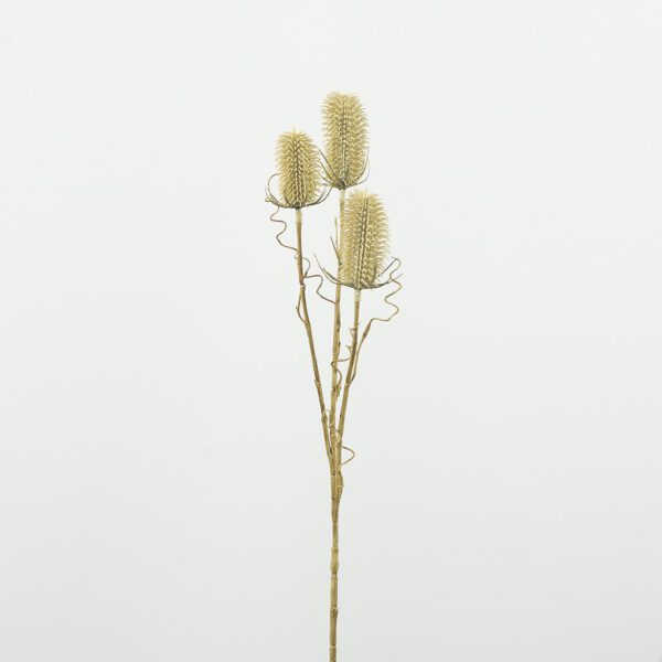 Dipsacus distel small white wash - Afbeelding 2