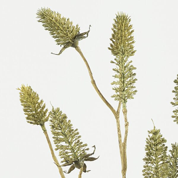 Distel prickly green