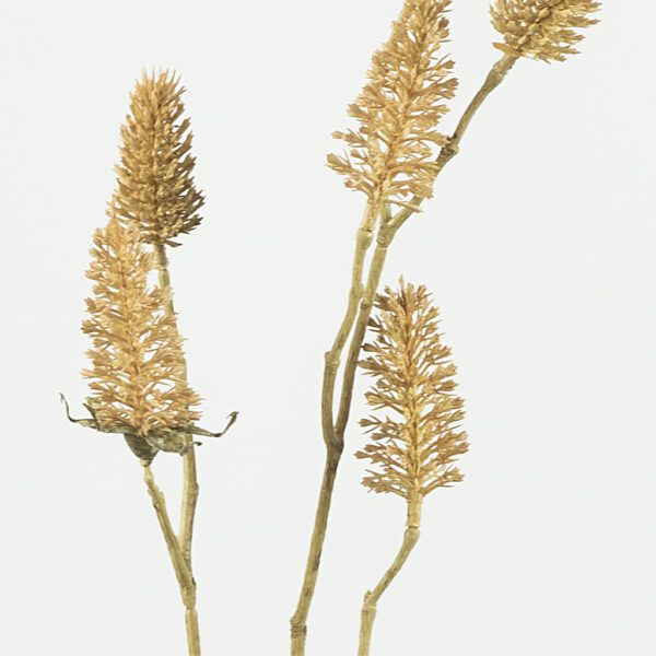 Distel prickly brown