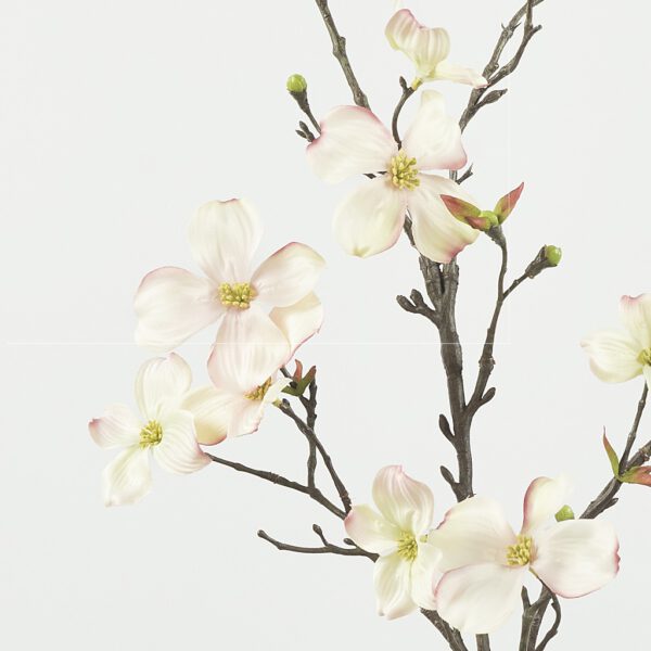 Cornus dogwood big soft pink