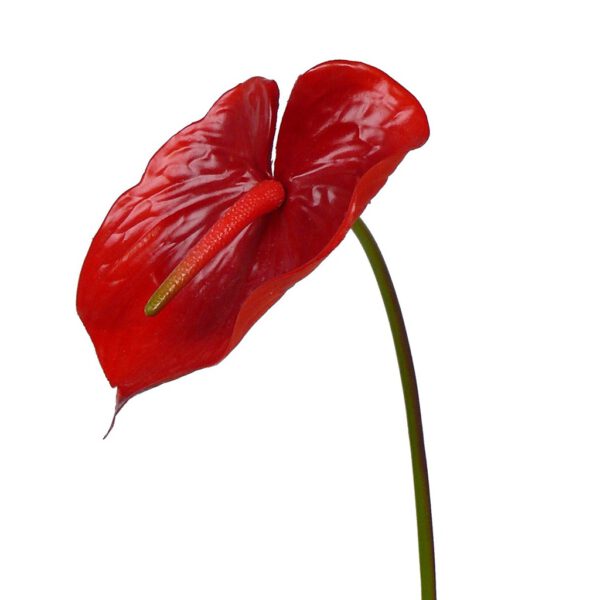 Anthurium coral