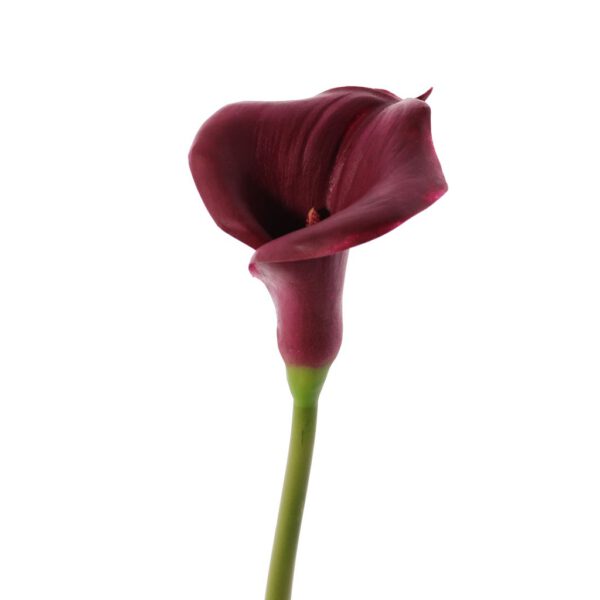 Zantedeschia