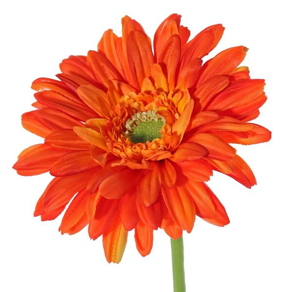 Gerbera long orange