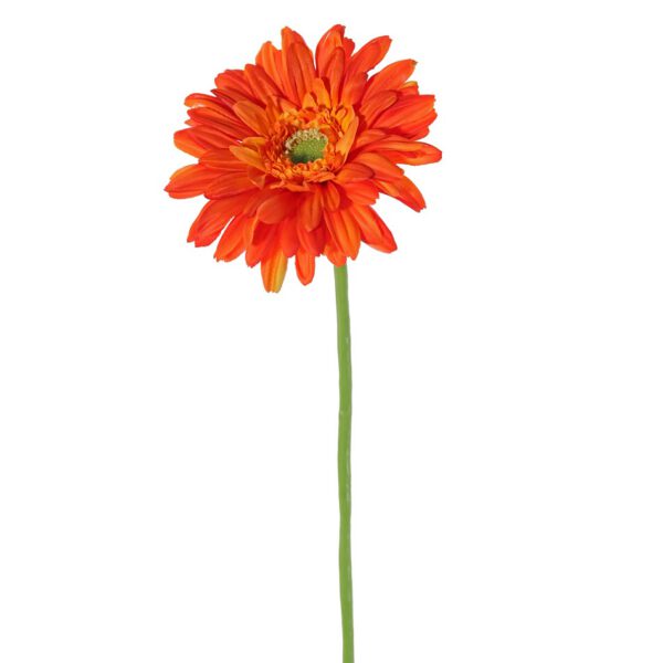 Gerbera long orange - Afbeelding 2