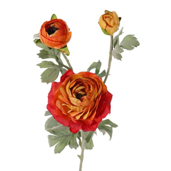 Ranunculus orange - Afbeelding 2